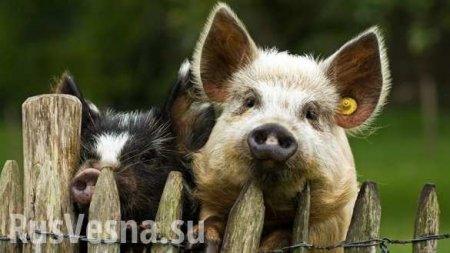 Уникальные кадры: Свинья отбила сородича у мясников (ВИДЕО)