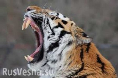 Кровавая репетиция в цирке: тигр и львица напали на коня (ВИДЕО)