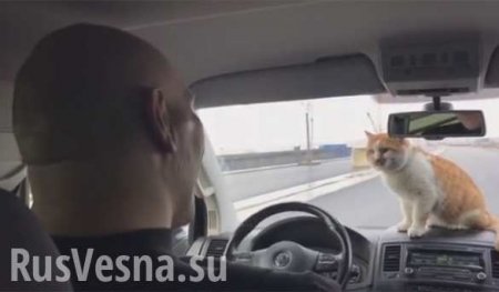 Валуев и кот провели инспекцию Крымского моста (ВИДЕО)