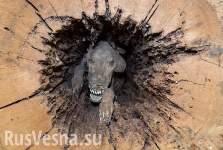 60 лет внутри дерева: как застрявшая в каштане собака превратилась в мумию (ФОТО 18+)