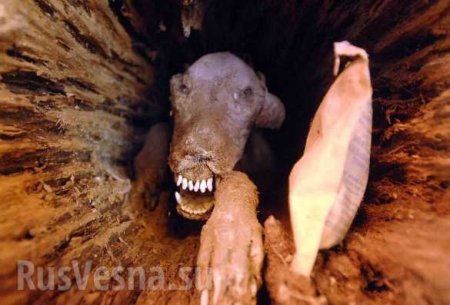 60 лет внутри дерева: как застрявшая в каштане собака превратилась в мумию (ФОТО 18+)
