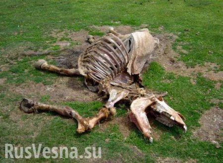 В Германии власти назвали «мертвой лошадью» санкции против РФ