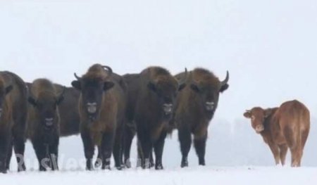 Свободолюбивая корова сбежала к зубрам (ФОТО)