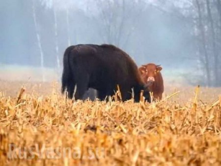 Свободолюбивая корова сбежала к зубрам (ФОТО)