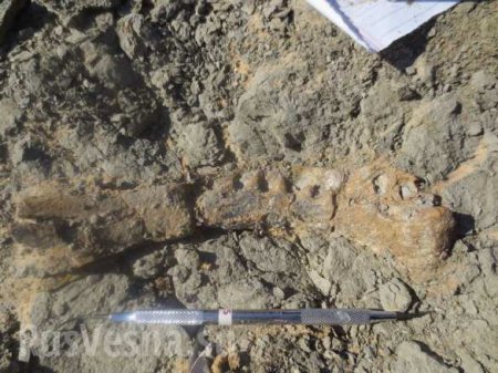 Ученые нашли останки динозавра, жившего 80 млн лет назад (ФОТО, ВИДЕО)