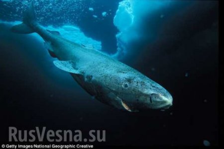 Ученые нашли древнюю акулу, которая живет 513 лет (ФОТО, ВИДЕО)