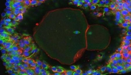 Британские ученые впервые вырастили человеческую яйцеклетку в лаборатории
