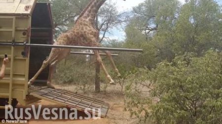 Счастливый жираф запутался в своих ногах, убегая на волю (ФОТО, ВИДЕО)