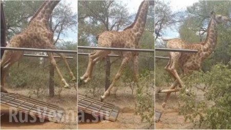 Счастливый жираф запутался в своих ногах, убегая на волю (ФОТО, ВИДЕО)