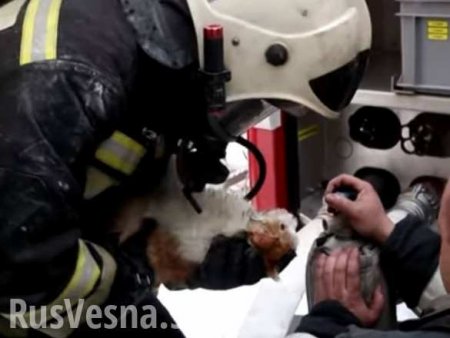 В Волгограде спасатели реанимировали кота, пострадавшего при пожаре (ВИДЕО)