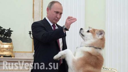 Как Путину: японцы готовы подарить Алине Загитовой щенка акита-ину (ВИДЕО)