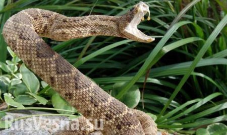 Уникальные кадры: Гремучая змея и рысь сошлись в смертельном поединке (ВИДЕО)