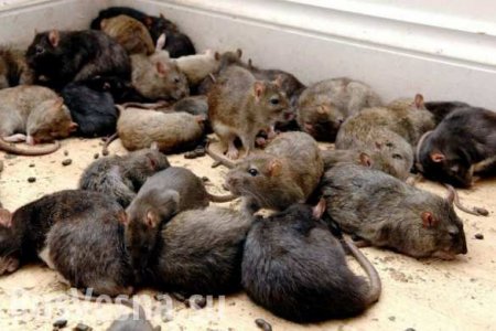 Оцепленные после отравления Скрипаля кварталы Солсбери захватили крысы