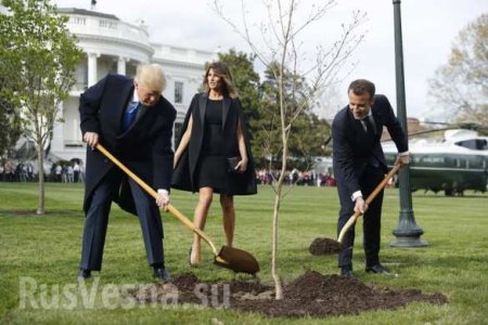 Макрон и Трамп с жёнами посадили хилый дуб (ФОТО, ВИДЕО)