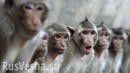«Мгновенная карма»: обезьяна отомстила обидевшему ее туристу (ВИДЕО)