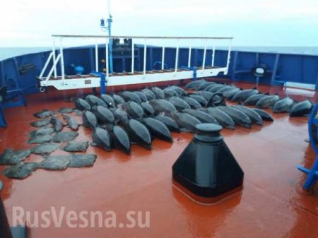 Море крови и ряды убитых дельфинов: как силовики РФ схватили украинских варваров (ФОТО 18+)