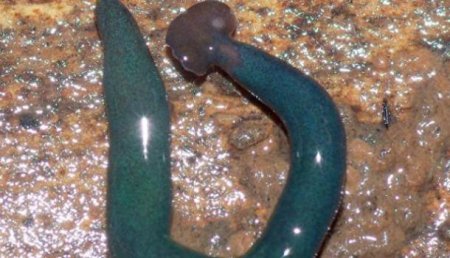 Экологи: Францию захватили гигантские черви-«молоты»