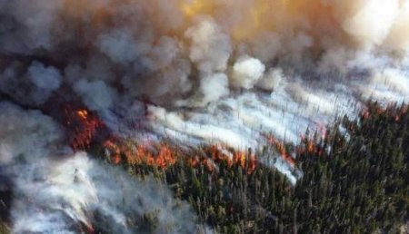На Дальнем Востоке за сутки сгорело более 8 тысяч гектаров леса