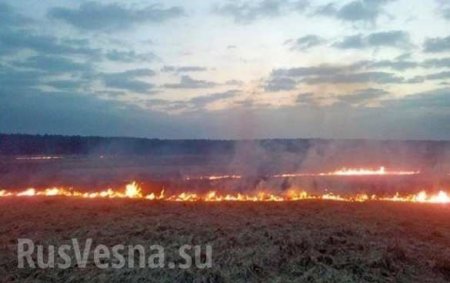 На Украине сгорело 170 гектаров пшеницы (ФОТО)