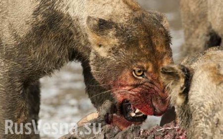 Львы растерзали браконьеров, охотившихся на носорогов