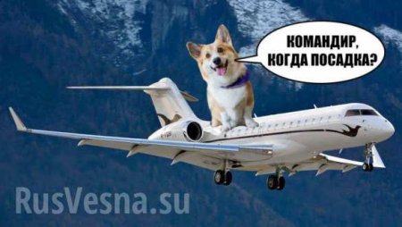 Собака открыла багажный отсек самолёта при подлёте к Москве и едва не уничтожила лайнер