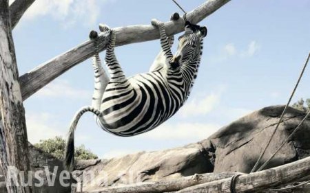 Чудо природы: у «зебр» в зоопарке от жары потекли полоски (ФОТО)