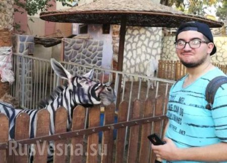 Чудо природы: у «зебр» в зоопарке от жары потекли полоски (ФОТО)