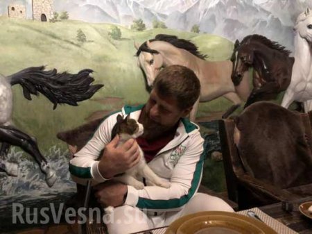 Кадыров рассказал про кота (ФОТО)