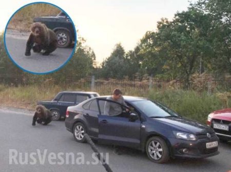 В центре Архангельска полицейский застрелил медведя, напавшего на человека (ФОТО)
