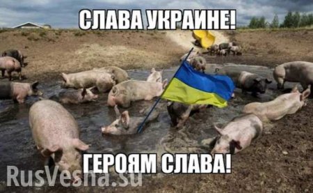 «В Хорватии такие лозунги запрещены» — Запад раскритиковал Киев за приветствие «Слава Украине»