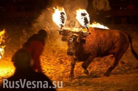 Разъярённый бык с горящими рогами растерзал туриста (ВИДЕО)