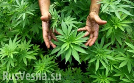 В Грузии собираются победить бедность за счет миллионов от продажи марихуаны