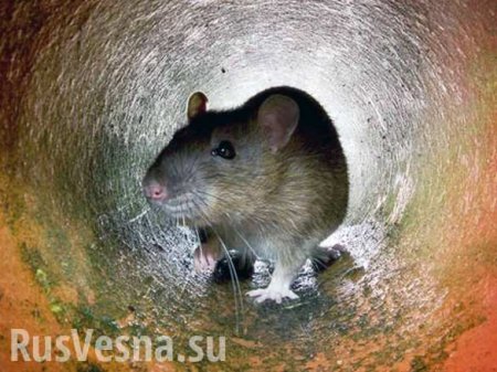 Украина: крыс полно, крысолова нет