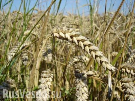 Американские фермеры боятся конкуренции с российской пшеницей