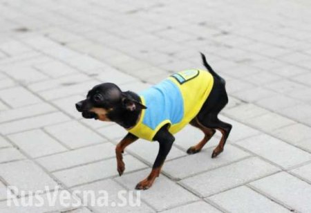 Любить по-украински: киевлянин украл собаку для дамы сердца