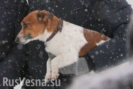 МЧС спасает животных из-под обломков подъезда в Магнитогорске (ВИДЕО)