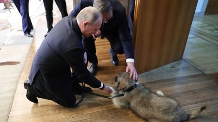 Президент Сербии подарил Путину нового друга (ФОТО, ВИДЕО)