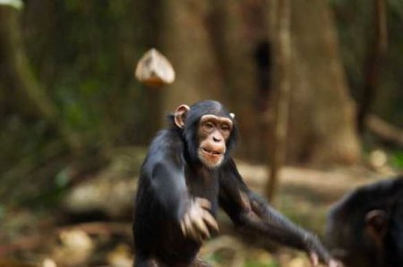 Страшная история: обезьяны похитили двух младенцев и убили одного из них
