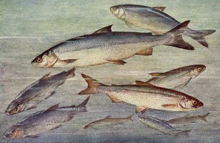 В Приморье уничтожено более 14 тонн рыбы