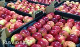 Польша попросила США выкупить яблоки от которых отказалась Россия