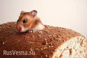 В Киеве началось подорожание хлеба