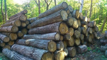 СМИ: на Украине с начала года из-за спроса вдвое выросли цены на дрова