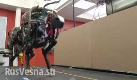 Робот-гепард полностью копирует передвижения животного (видео)