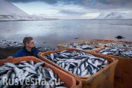 Своя рыбешка ближе к телу. Исландия отказалась вступать в ЕС