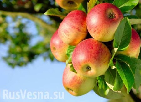 РФ подозревает Сербию в реэкспорте польских фруктов