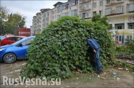 Новации ВСУ: Заградительно-противотанковая вязанка хвороста (ФОТО)