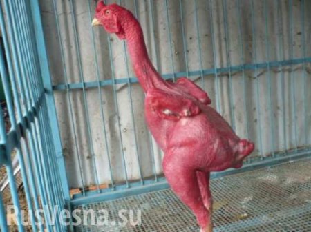 Россия запретила транзит через свою территорию живой птицы и продукции птицеводства из США