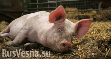 Боевики «Азова» пропили пятерых свиней, принадлежащих фермеру из ЛНР 