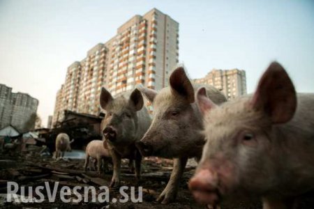 Свинополис: Киев превращается в хутор с овцами и индюками (ФОТОРЕПОРТАЖ)