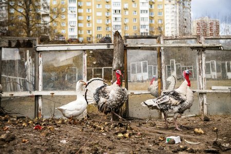 Свинополис: Киев превращается в хутор с овцами и индюками (ФОТОРЕПОРТАЖ)